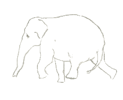 Elefante Jumbbo